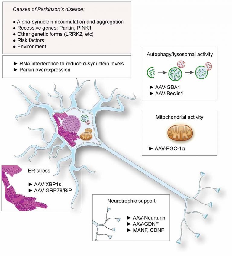 What Gene Mutation Causes Parkinson's Disease Parkinson's Disease